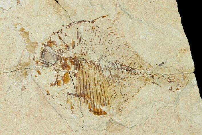 Bargain, Fossil Fish (Diplomystus Birdi) - Hjoula, Lebanon #162750